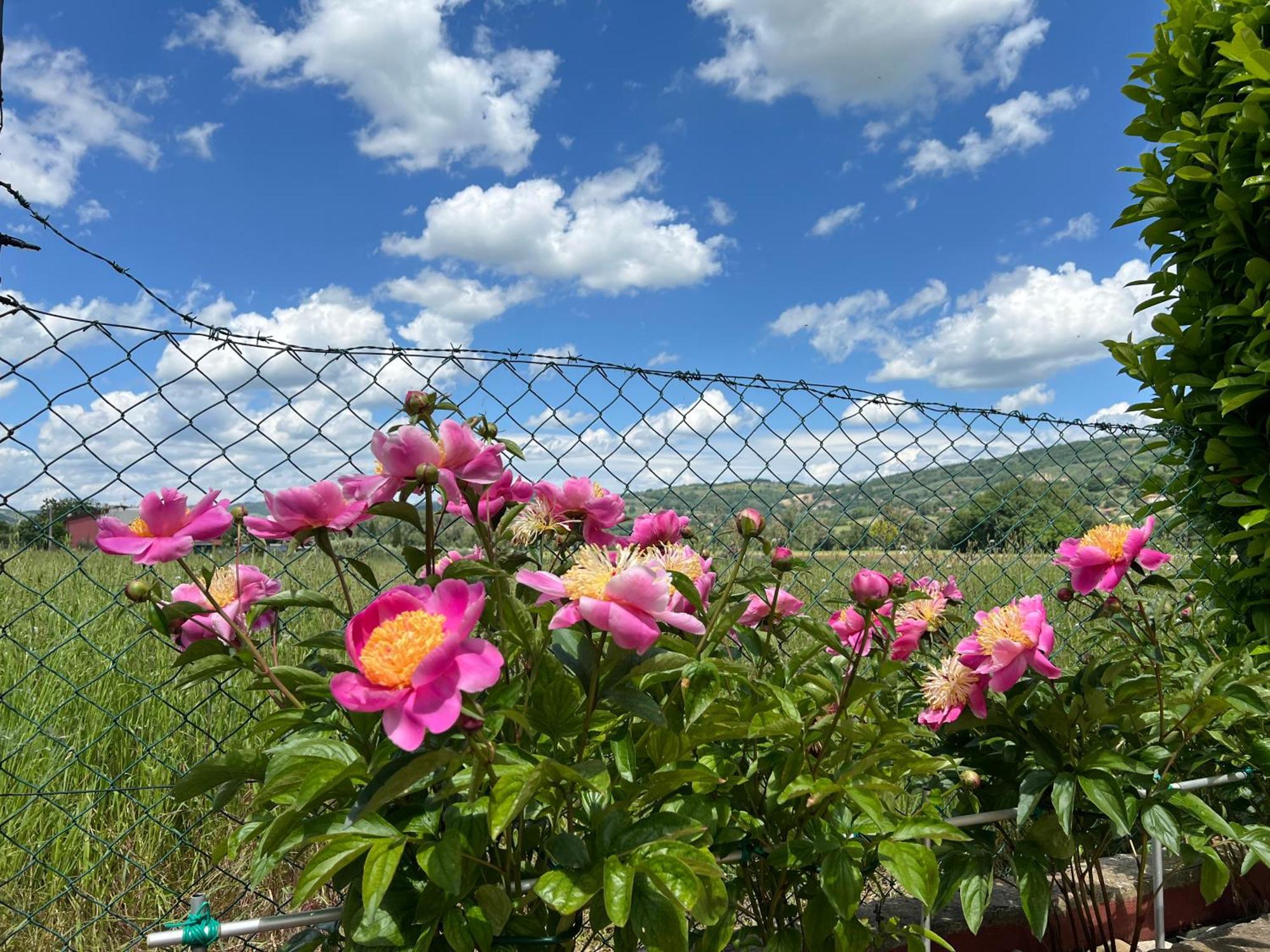 Appartamento Assisi, La Noce Esterno foto